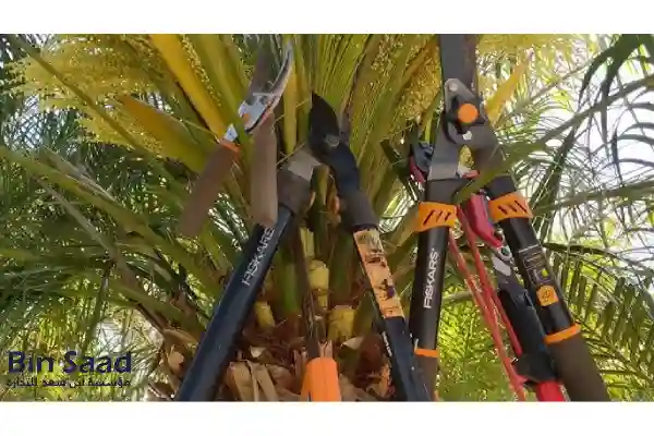 عتلة نخل